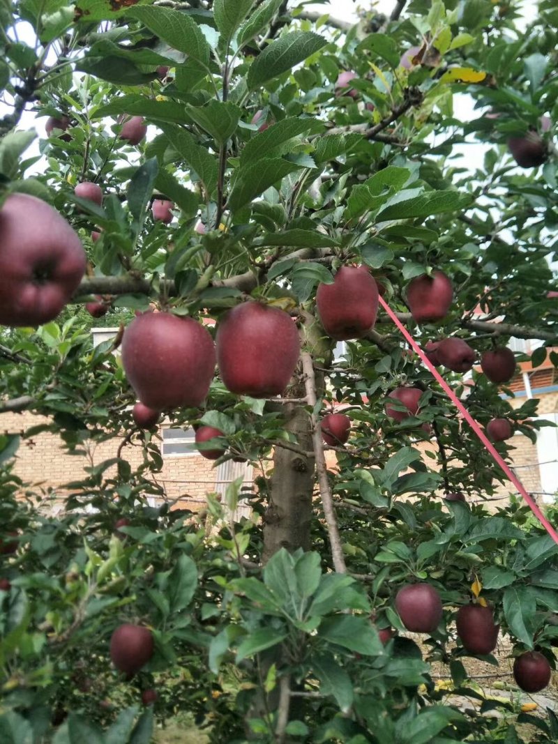 花牛苹果，糖心富士。