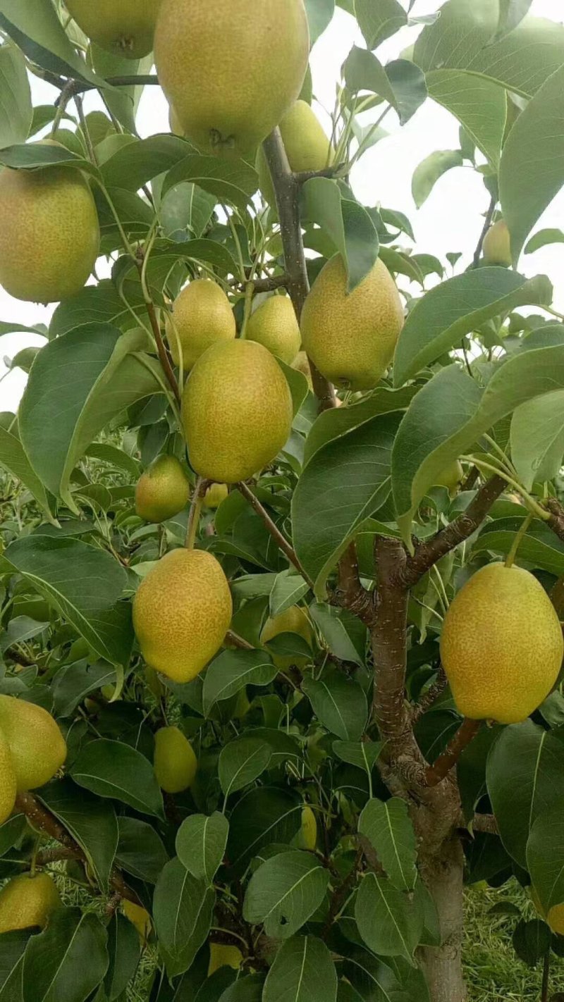 红香酥梨陕西大荔香梨价格，陕西红香酥梨价格欢迎咨询可视频