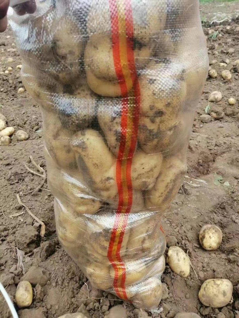 荷兰土豆：颜色个头薯型三优，无腐烂无伤残无青头。
