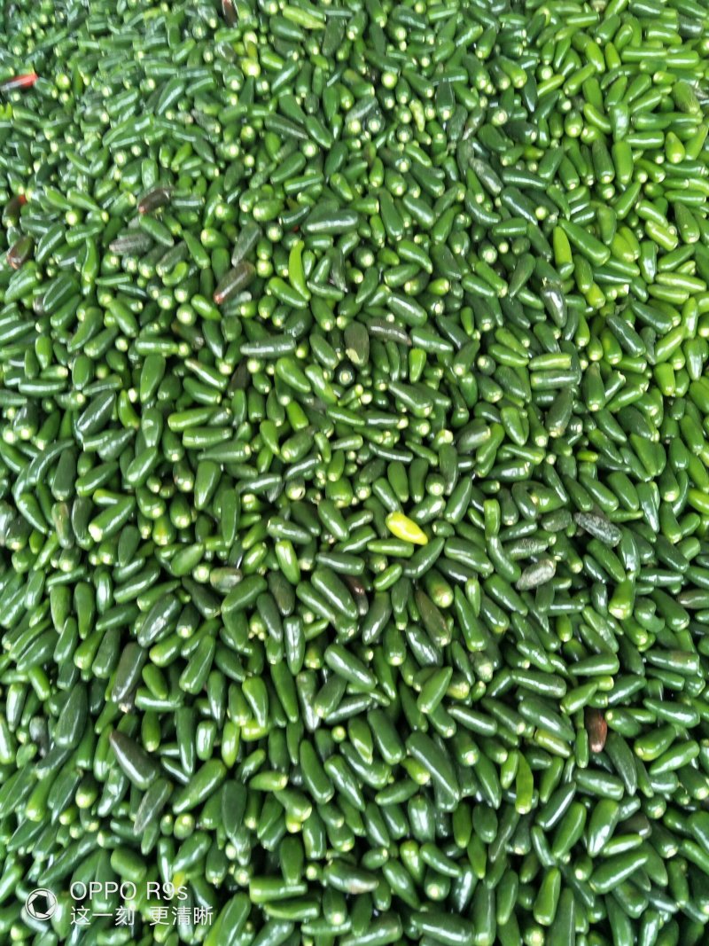 【推荐】精品子弹头辣椒，产地直发价优，大量供应欢迎