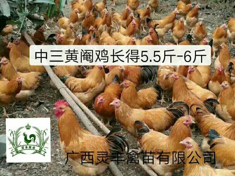 【中三黄鸡，大三黄鸡苗】三黄鸡苗，包打疫苗假一赔十