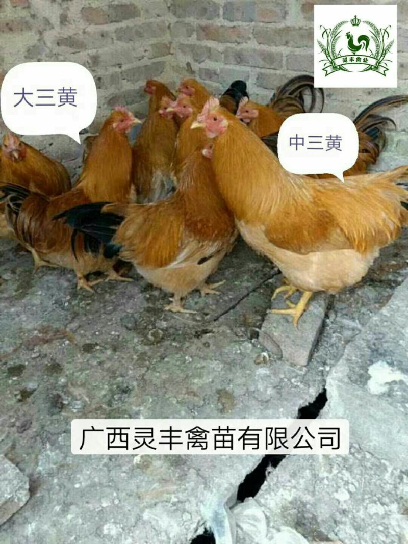 【中三黄鸡，大三黄鸡苗】三黄鸡苗，包打疫苗假一赔十