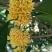 桂林桂花