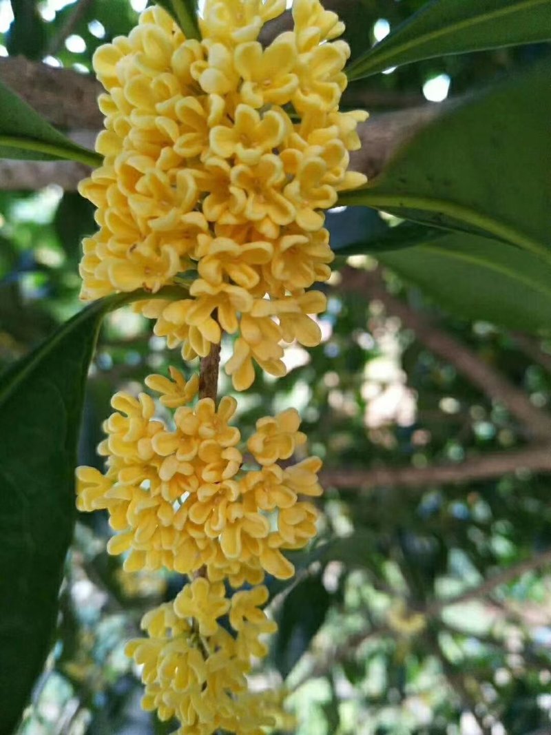 桂林桂花