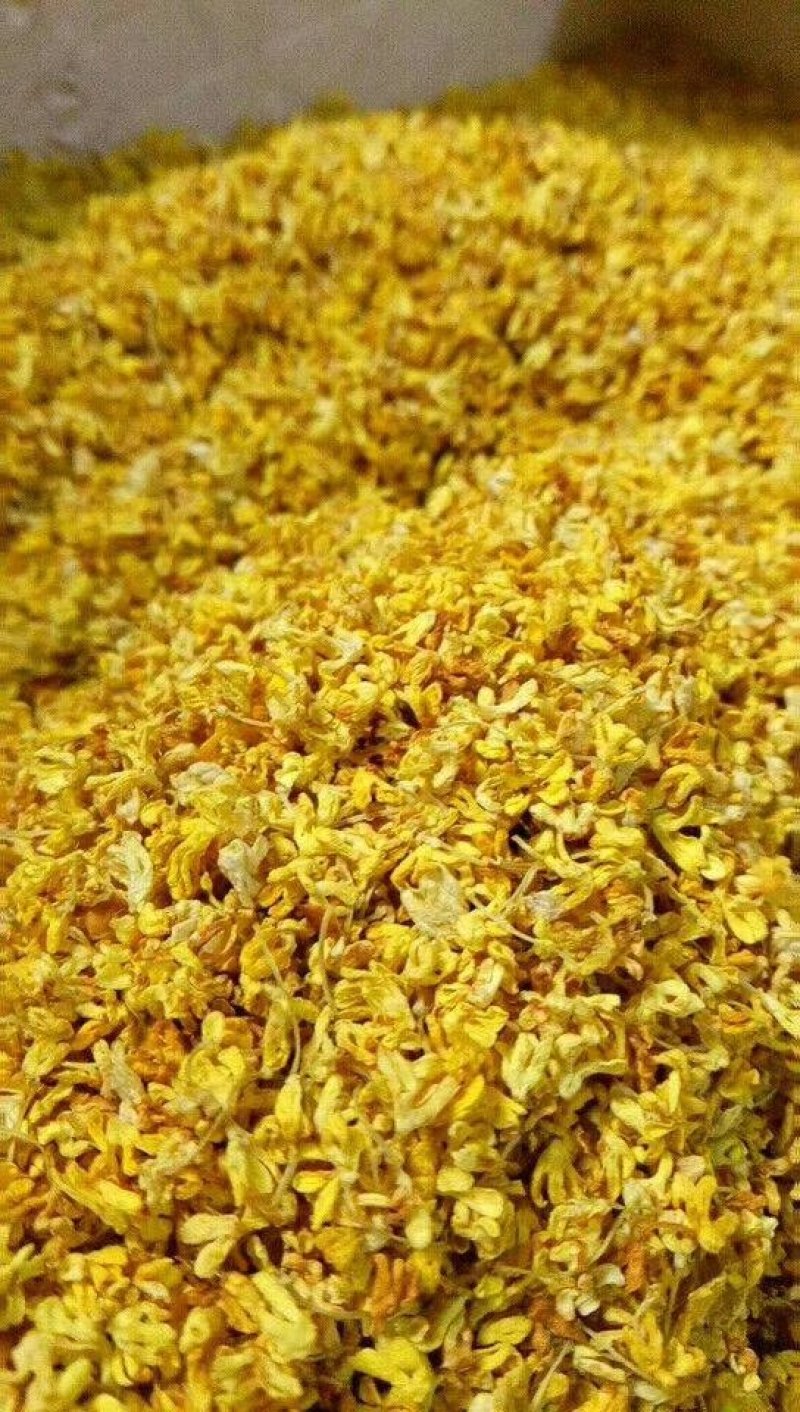 桂林桂花