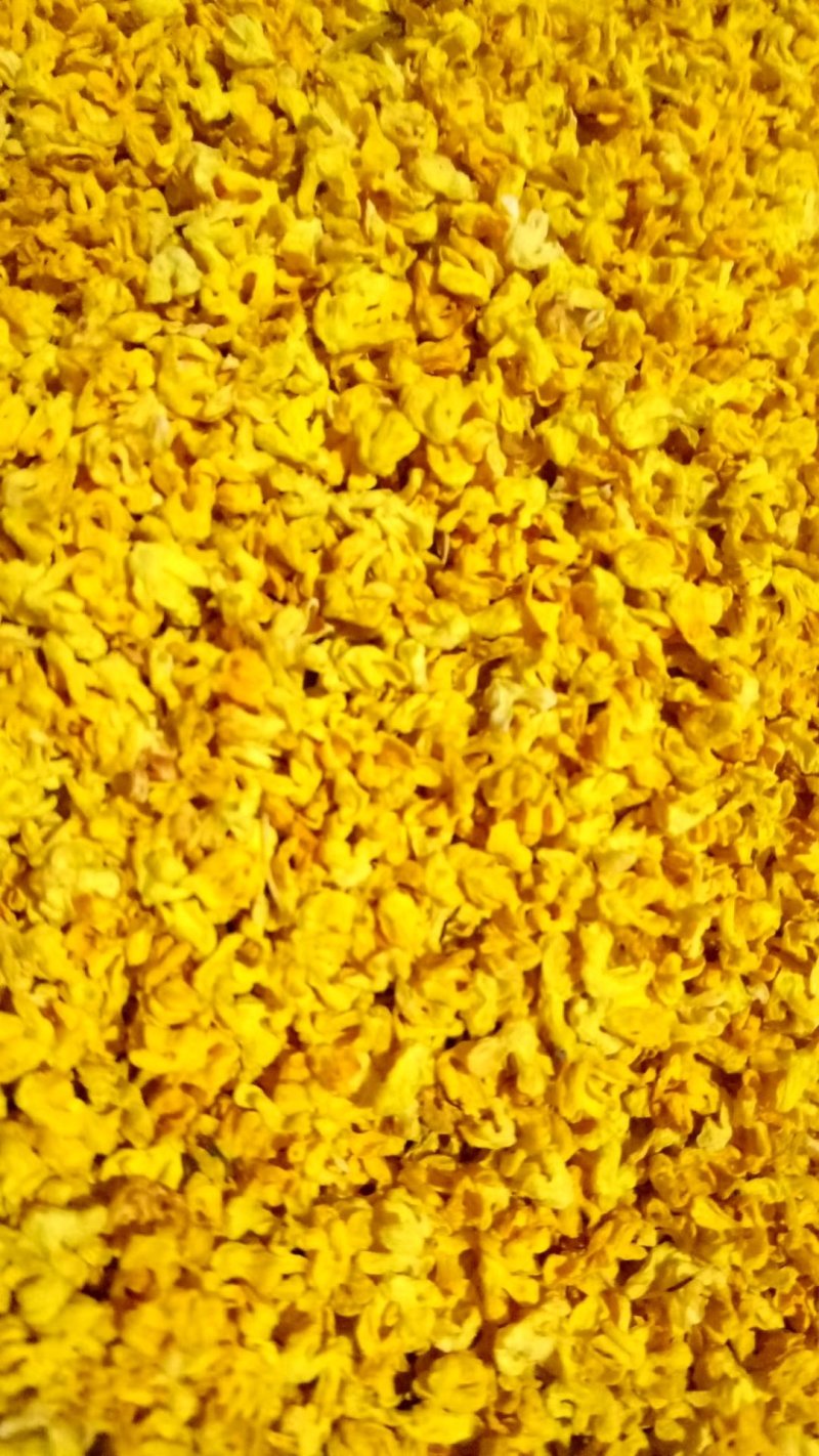 桂林桂花