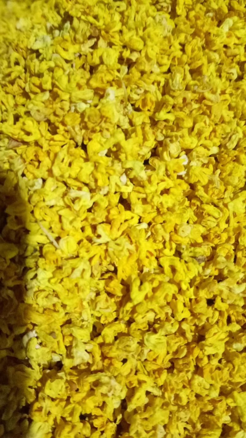 桂林桂花