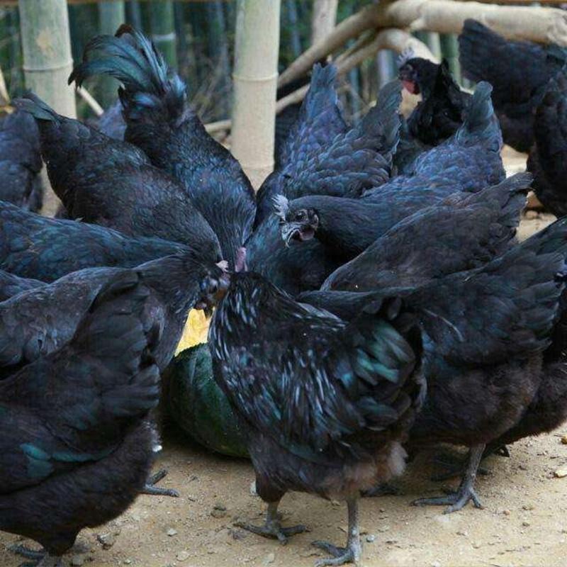 绿壳蛋鸡苗纯种黑羽五黑鸡蛋鸡苗五黑一绿绿壳蛋鸡鸡苗