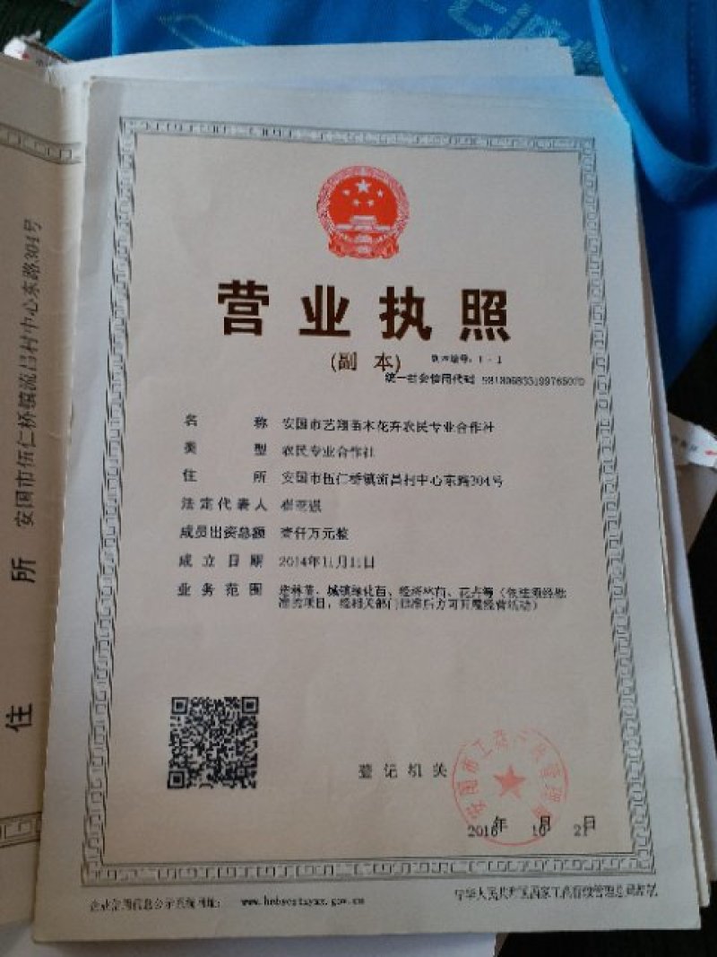 各种规格卫矛，以及卫矛小苗