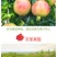会理软籽石榴产地直售/果大皮薄酸甜可口一件代发全国包邮