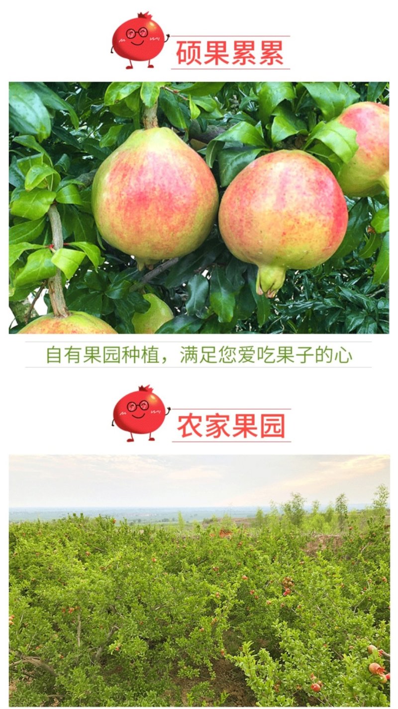 会理软籽石榴产地直售/果大皮薄酸甜可口一件代发全国包邮