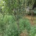 出售大田定植西府海棠，地径4-8公分，树型好。