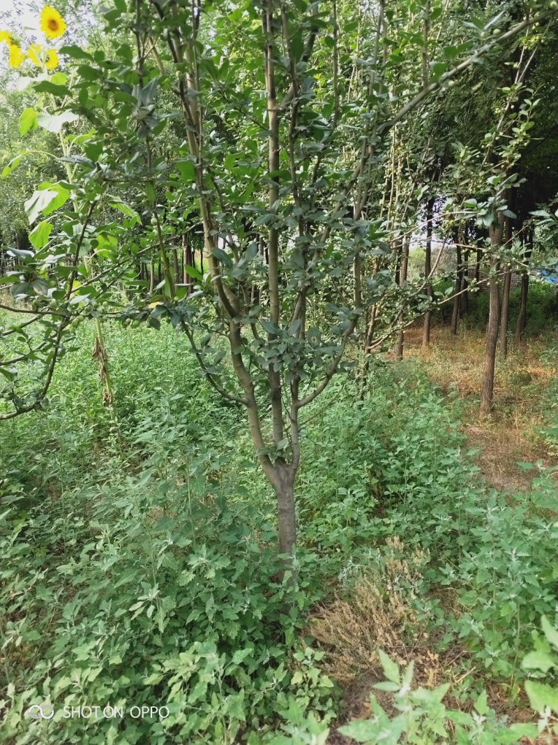 出售大田定植西府海棠，地径4-8公分，树型好。