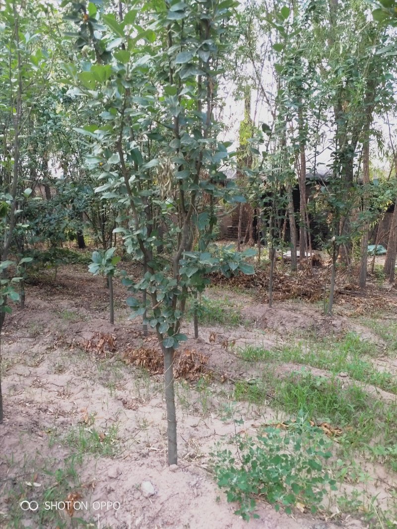 出售大田定植西府海棠，地径4-8公分，树型好。