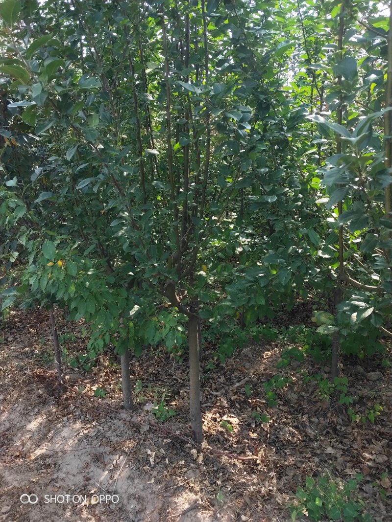 出售大田定植西府海棠，地径4-8公分，树型好。