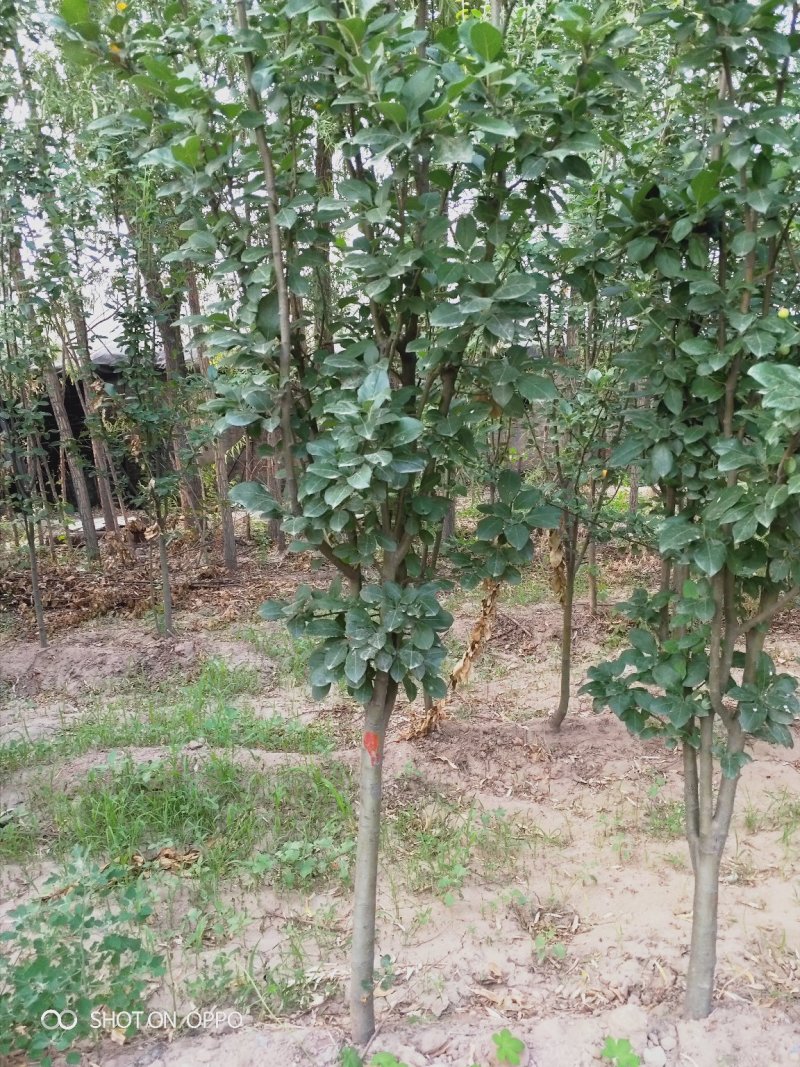 出售大田定植西府海棠，地径4-8公分，树型好。