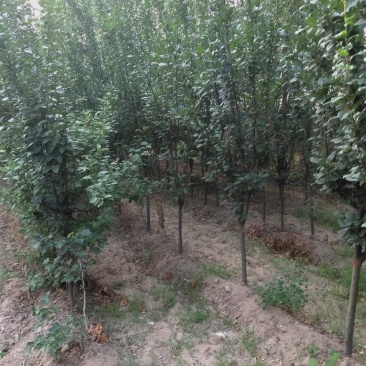 出售大田定植西府海棠，地径4-8公分，树型好。