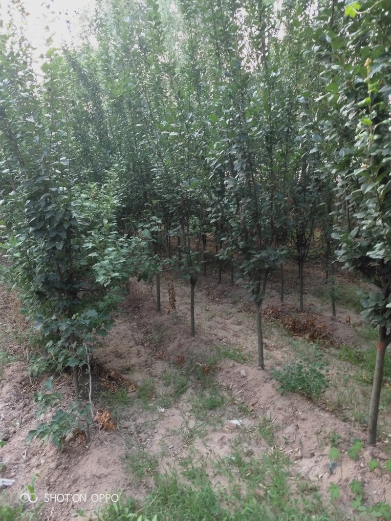 出售大田定植西府海棠，地径4-8公分，树型好。