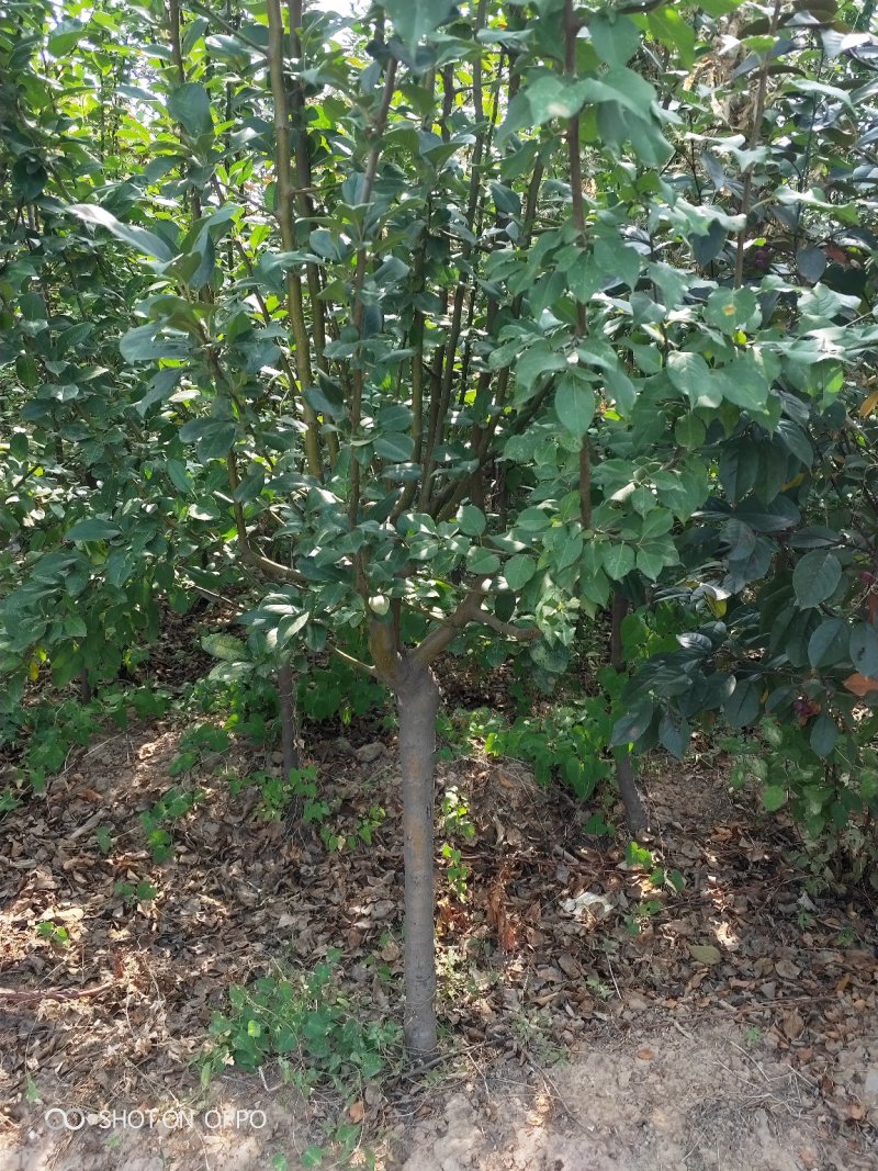 出售大田定植西府海棠，地径4-8公分，树型好。
