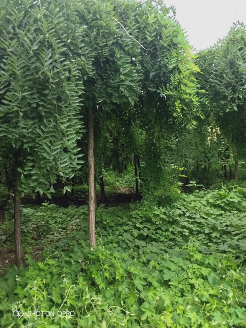 出售定植龙爪槐，规格全，冠副大，基地直供，支持现场看苗。