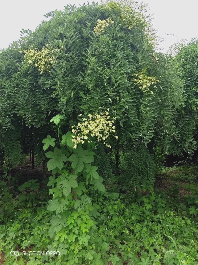 出售定植龙爪槐，规格全，冠副大，基地直供，支持现场看苗。