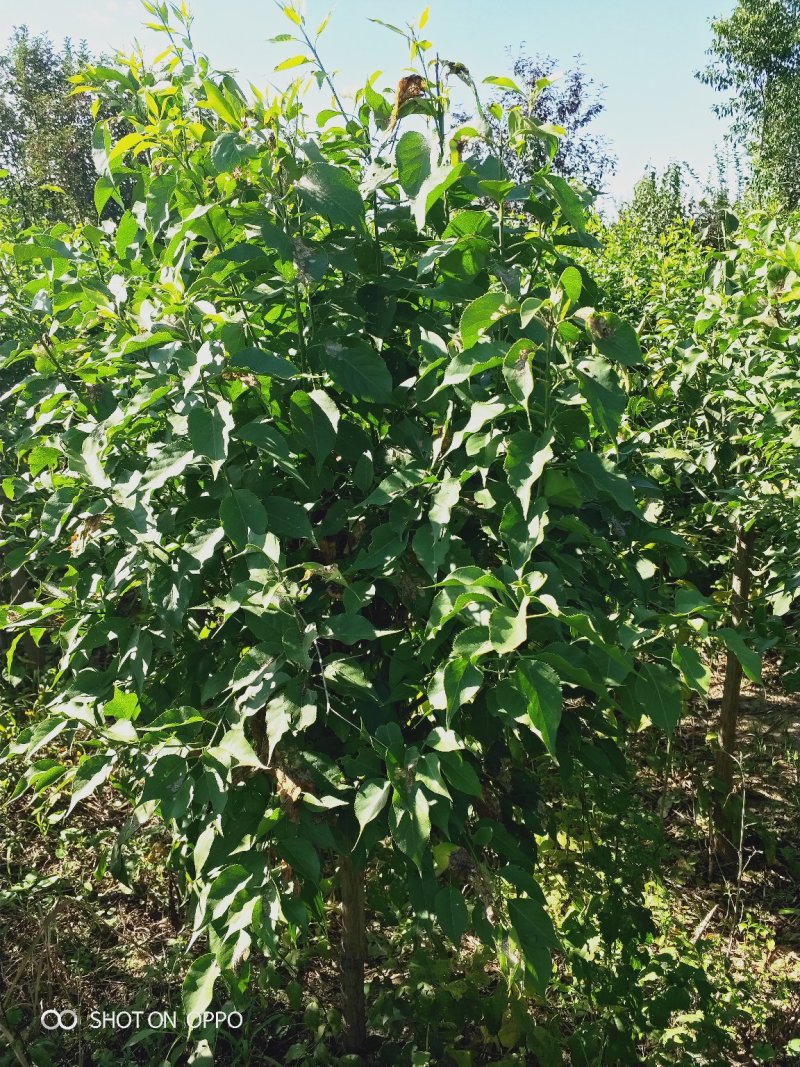 大量出售大田定植华北卫矛球，又名丝绵木球，地径3-8公分