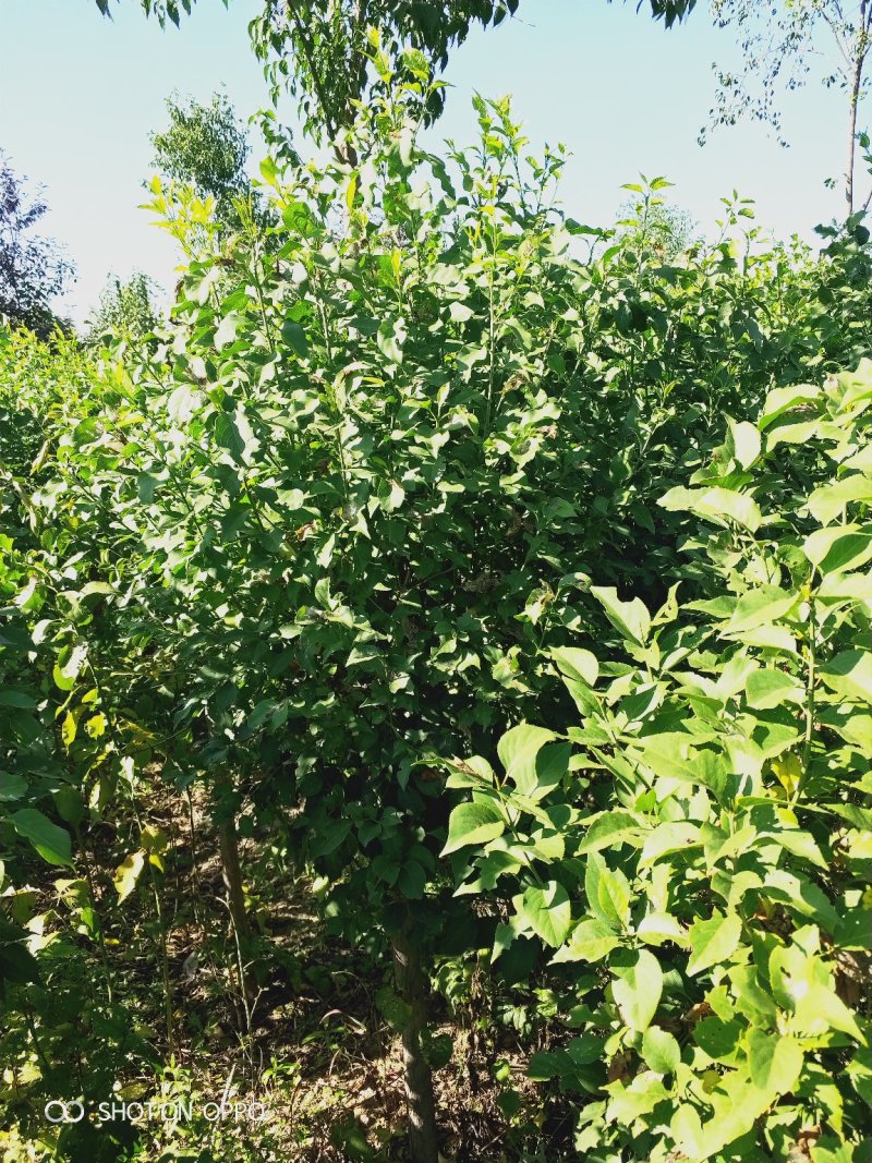 大量出售大田定植华北卫矛球，又名丝绵木球，地径3-8公分
