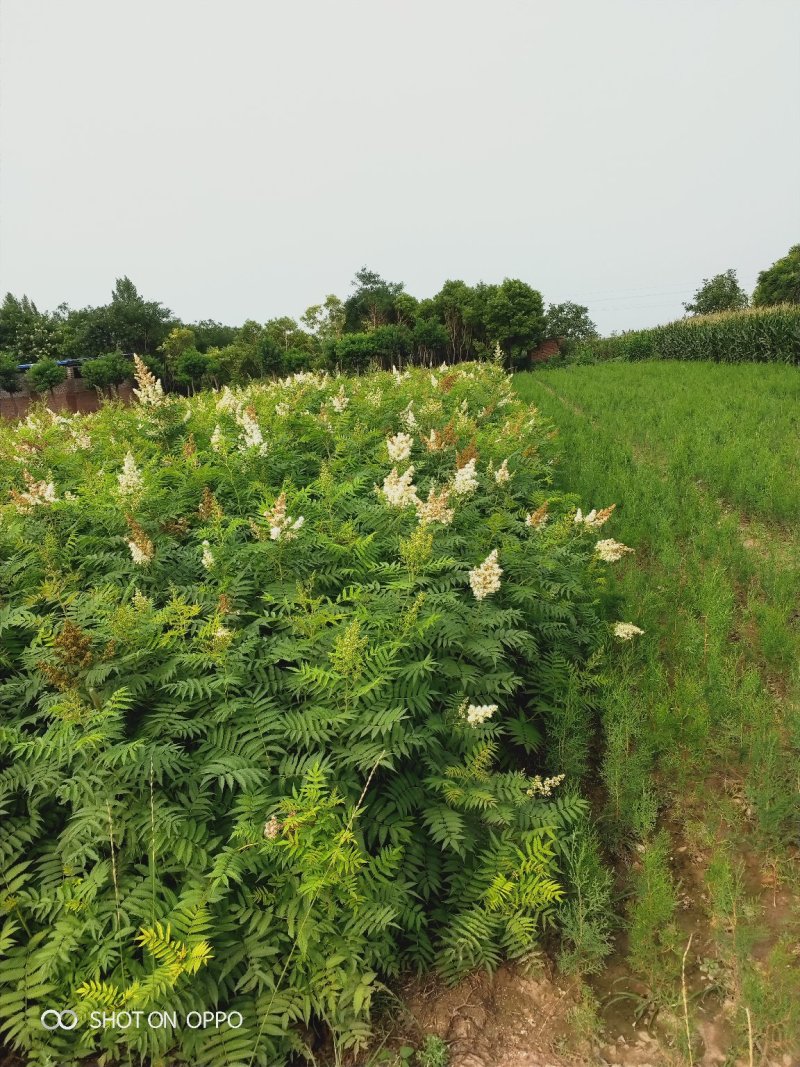 大量出售丛生珍珠梅苗，分枝多，冠副大，产地直供，支持现场