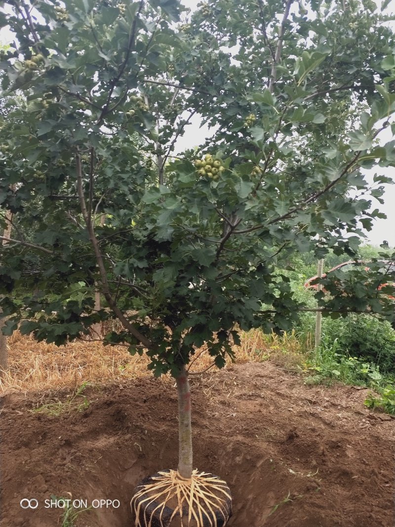 出售定植山楂树，产地直供，支持线上交易。