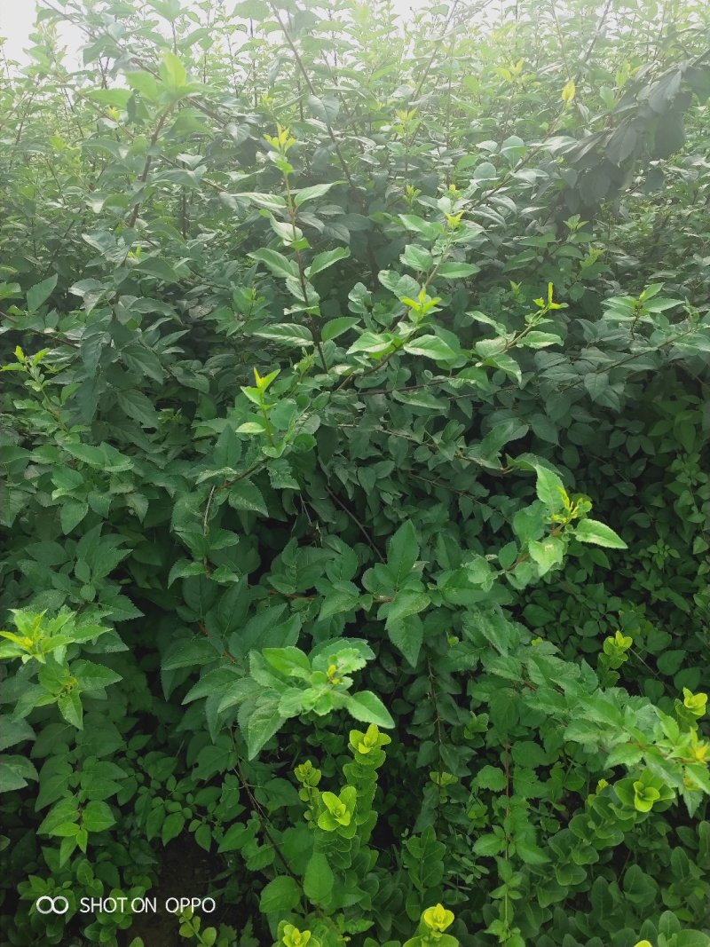 大量出售丛生华北连翘，东北连翘.分枝多，冠副大基地直供，