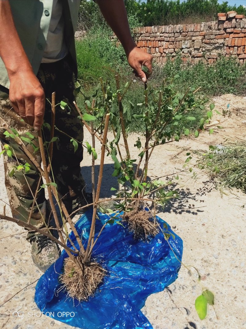 大量出售丛生华北连翘，东北连翘.分枝多，冠副大基地直供，