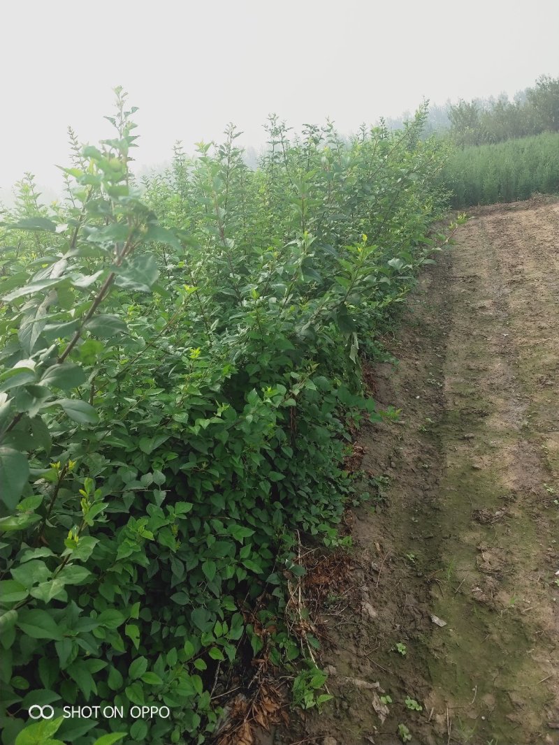 大量出售丛生华北连翘，东北连翘.分枝多，冠副大基地直供，