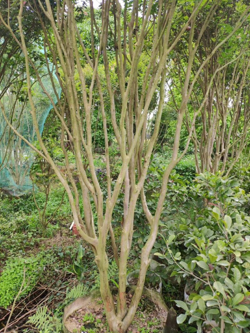 嘉宝果苗树径7至8公分