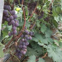 临朐葡萄质量就是好酿酒葡萄大量供应