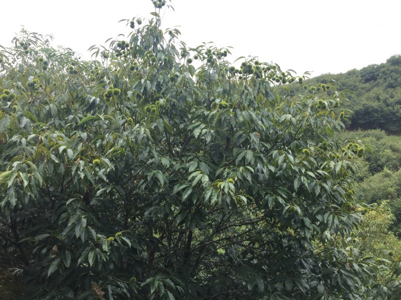 福建高山区优质锥栗板栗