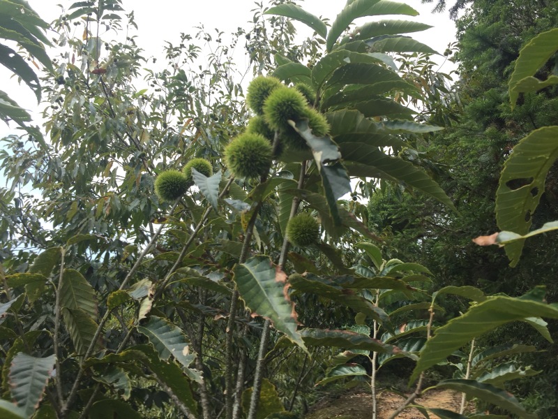 福建高山区优质锥栗板栗