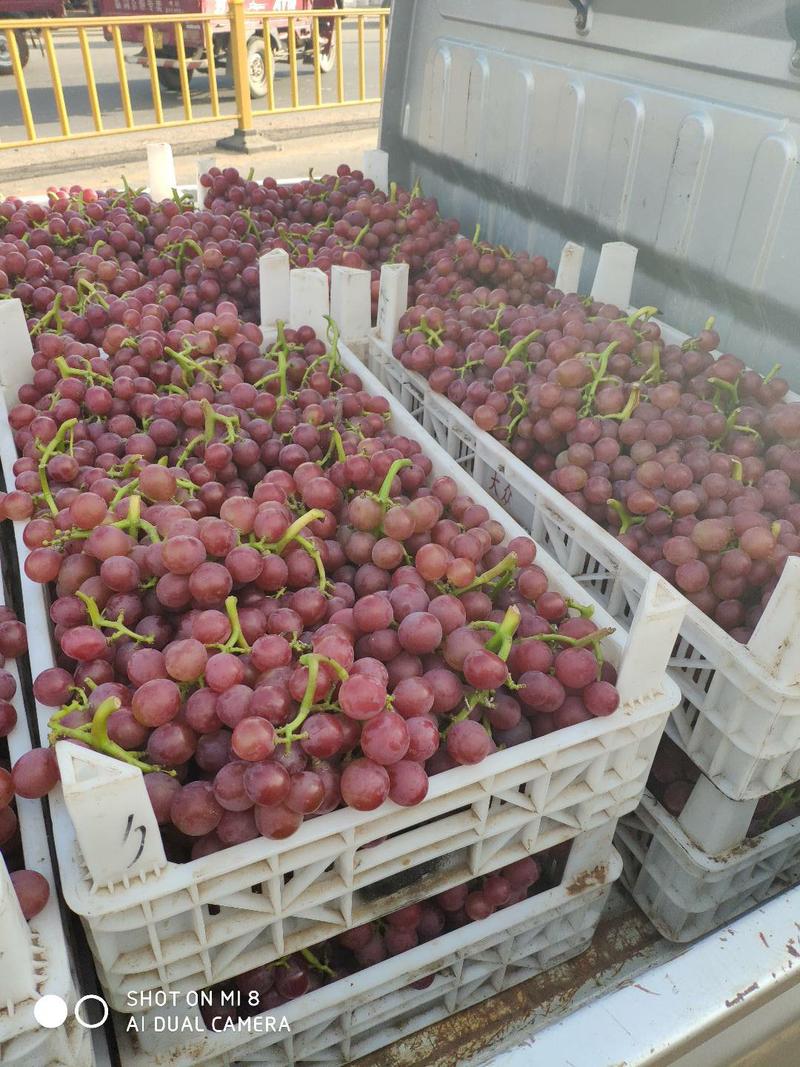 山东鲁东地区葡萄生产基地