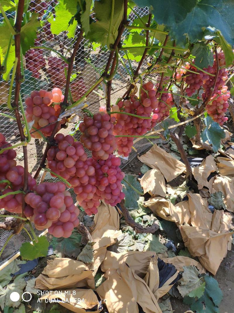 山东鲁东地区葡萄生产基地