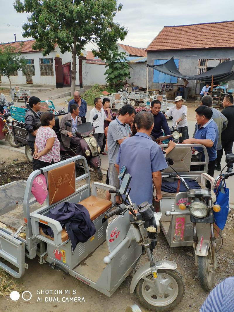 山东鲁东地区葡萄生产基地