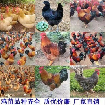 三黄鸡苗快大苗九斤黄九斤红鸡苗快大青脚麻鸡苗