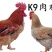 青脚麻鸡苗黄脚麻鸡苗清远麻鸡鸡活体苗包邮包质量