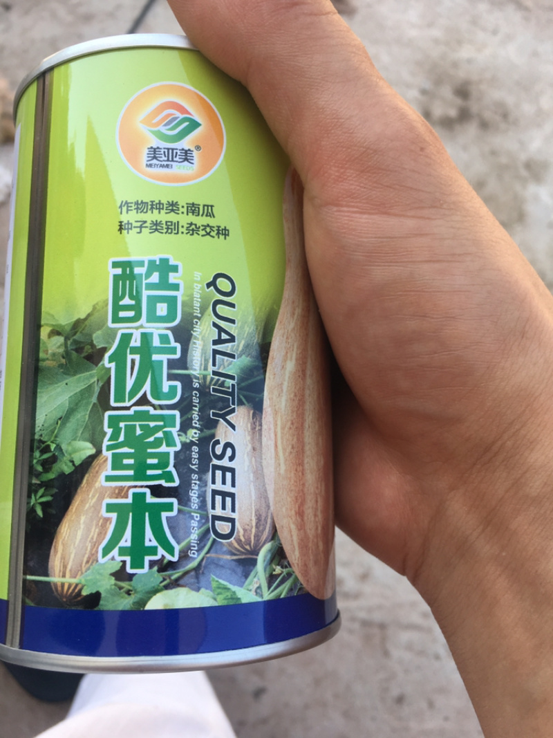 酷优蜜本南瓜，欧冠蜜本，即将上市，1500亩➕