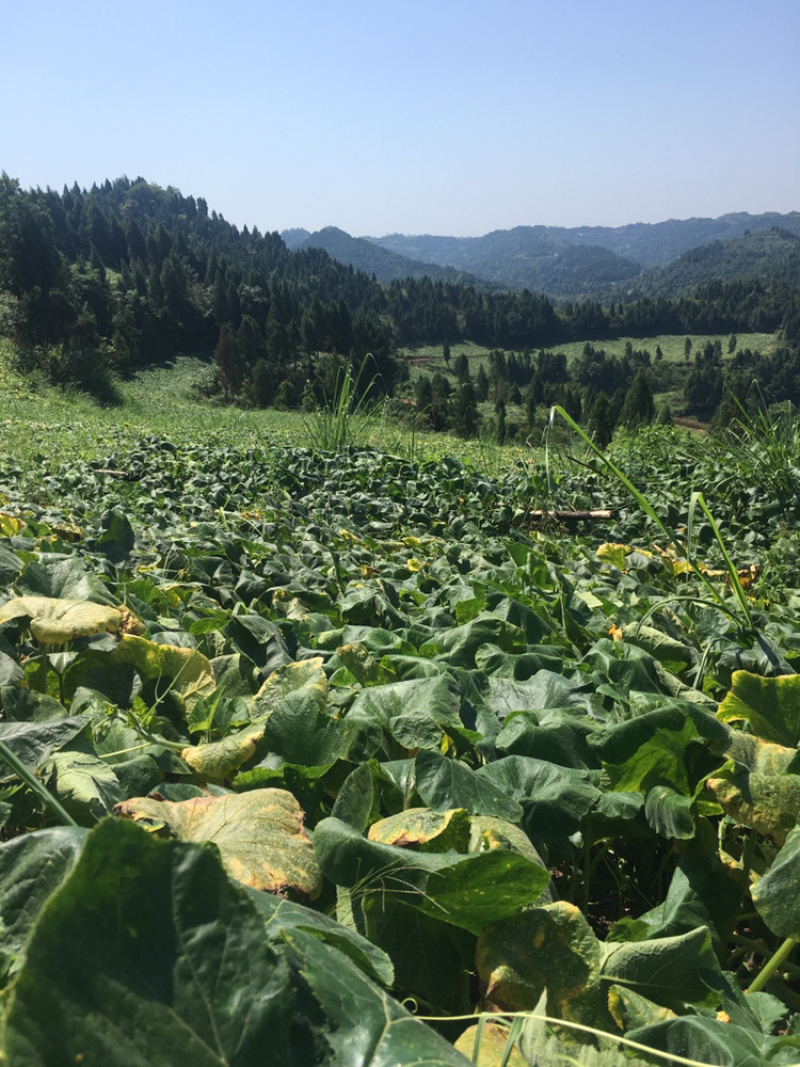 酷优蜜本南瓜，欧冠蜜本，即将上市，1500亩➕