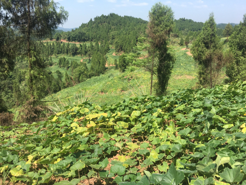 酷优蜜本南瓜，欧冠蜜本，即将上市，1500亩➕