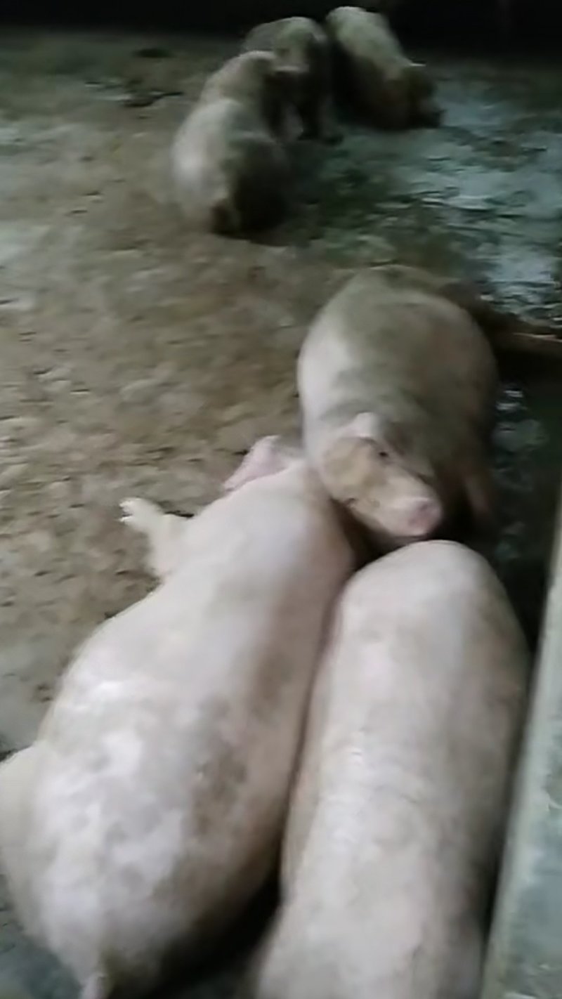 长白猪