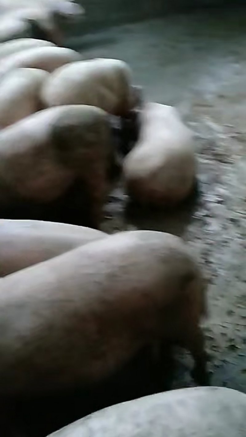 长白猪