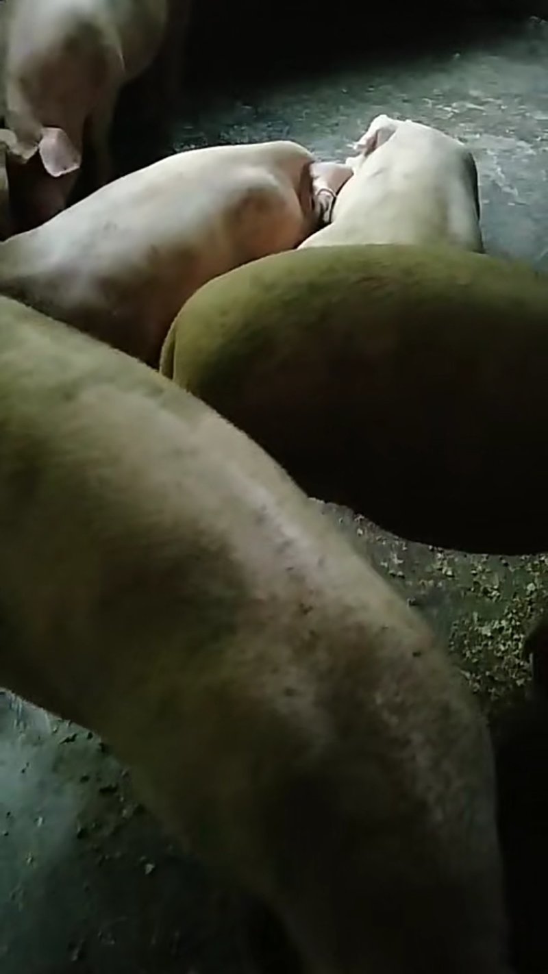 长白猪