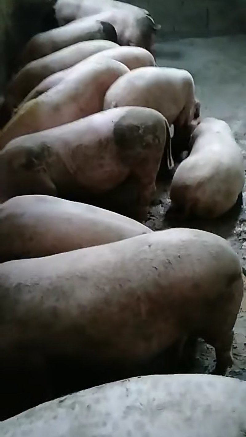 长白猪
