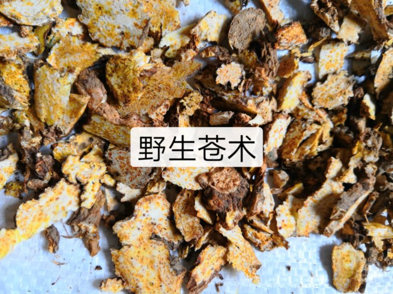 中药根茎类野苍术