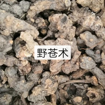 中药根茎类野苍术